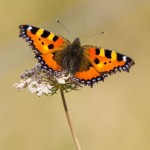 Schmetterling 22. Sonntag A